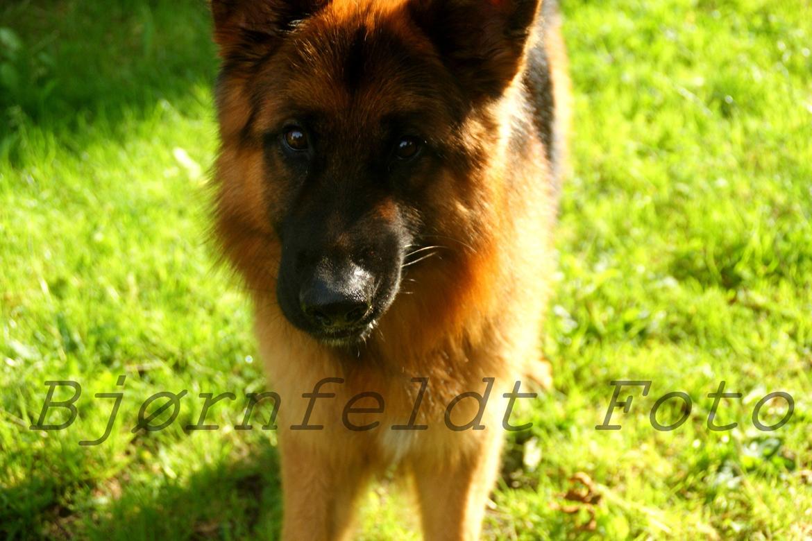 Schæferhund Hawto Rebus "Kingo" billede 7