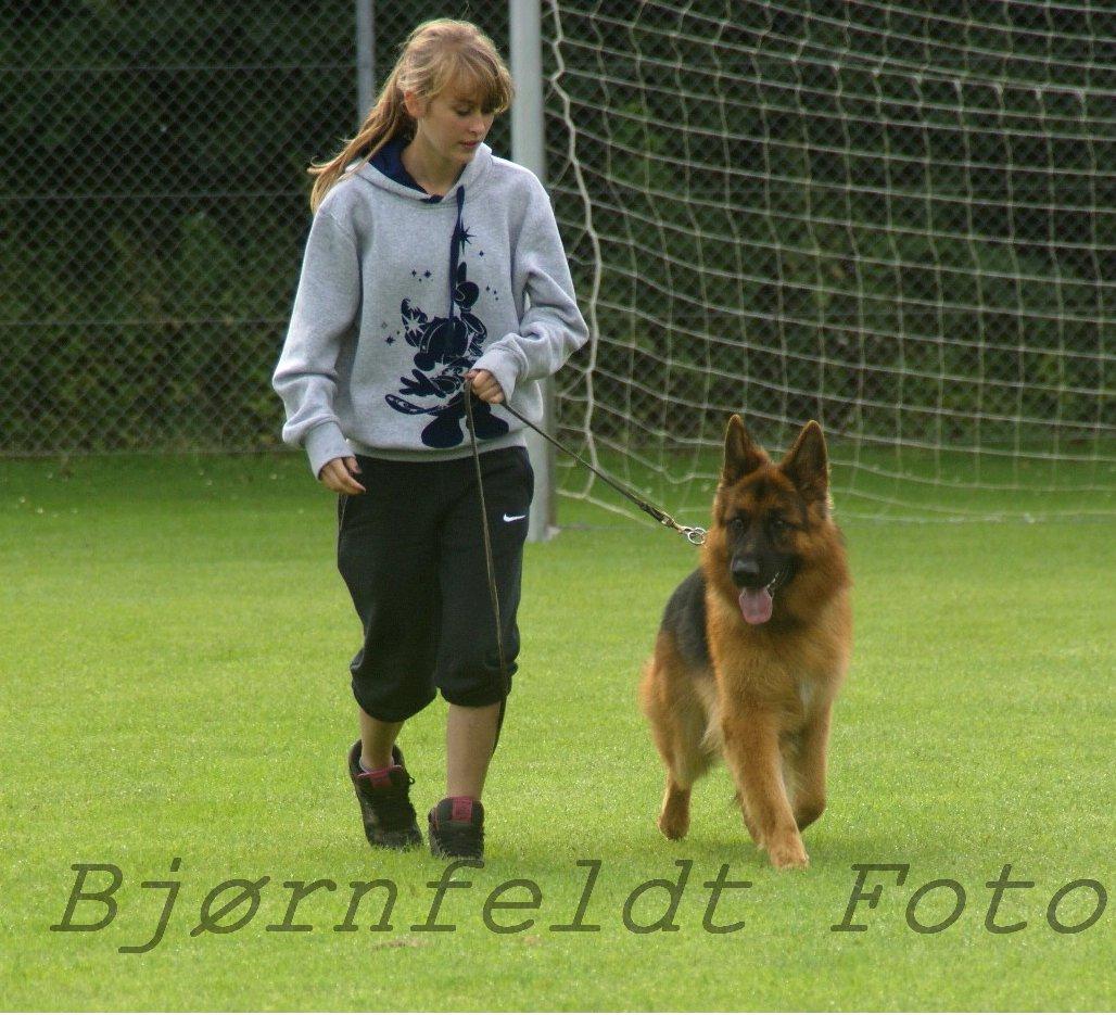 Schæferhund Hawto Rebus "Kingo" billede 8