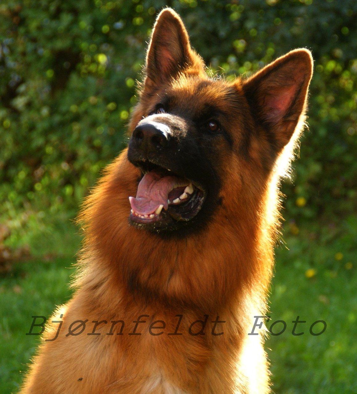 Schæferhund Hawto Rebus "Kingo" billede 9