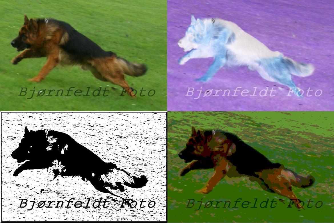 Schæferhund Hawto Rebus "Kingo" billede 10