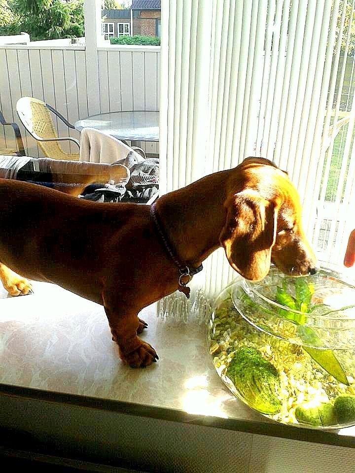 Gravhund Polly - Lille røver! både vindues karm også lidt lækkert vand fra bowlen ;) billede 13