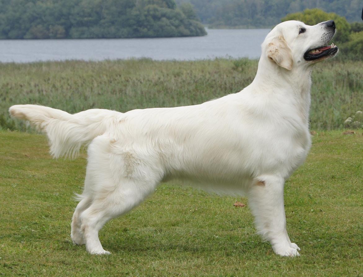 Golden retriever Höhrmann's Bring It On - Hermann 16 mdr. billede 1