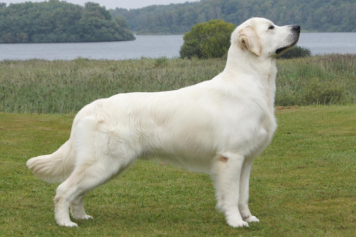 Golden retriever Höhrmann's Bring It On billede 14