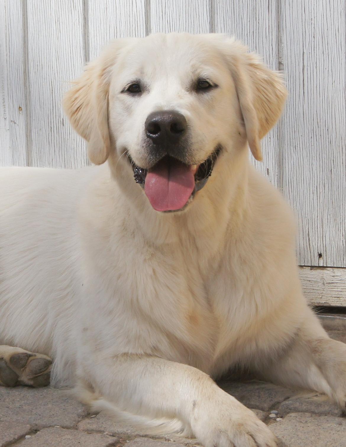 Golden retriever Höhrmann's Bring It On billede 2