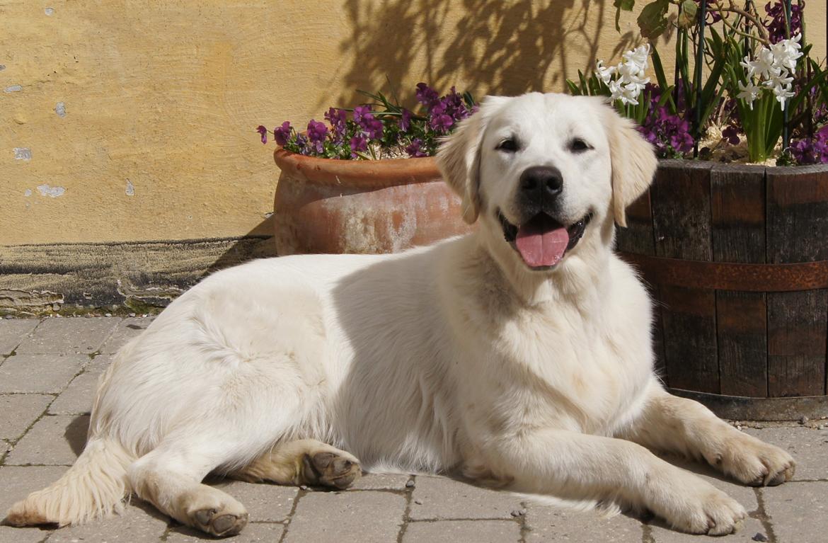 Golden retriever Höhrmann's Bring It On billede 15