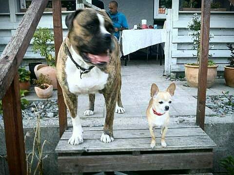 Chihuahua Jorjetta Romerio - Min lille prinsesse ved siden af min søn´s hund.  billede 14