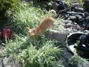 Chihuahua Jorjetta Romerio billede 15