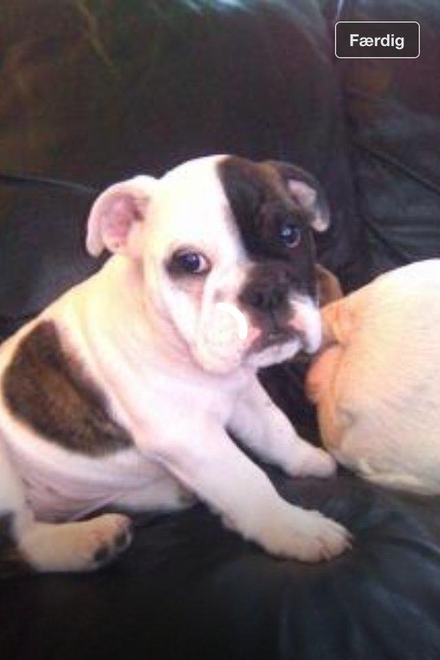 Engelsk bulldog Karla billede 2