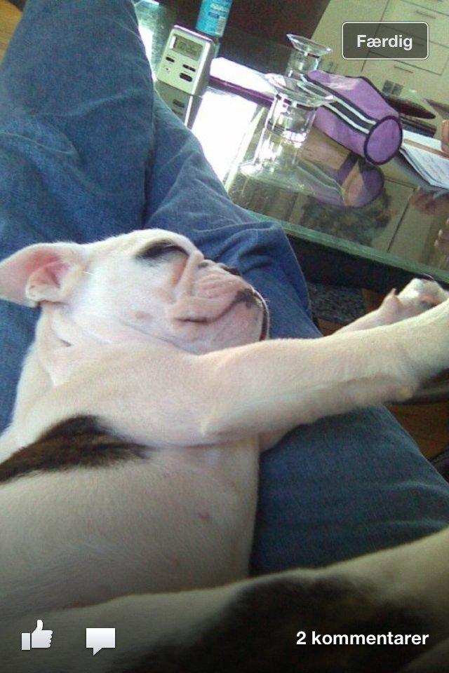 Engelsk bulldog Karla billede 3