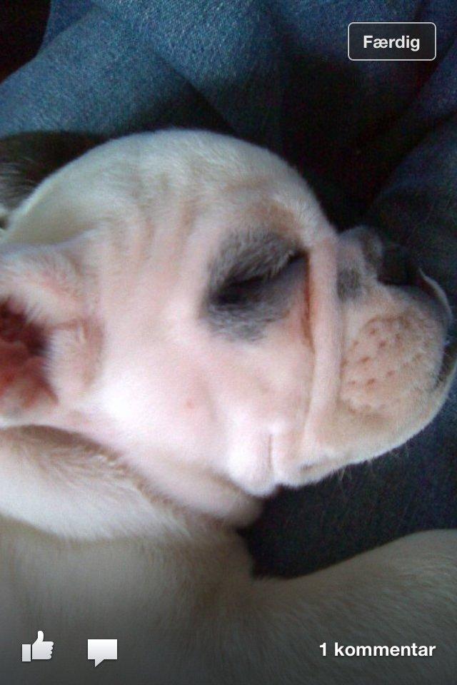 Engelsk bulldog Karla billede 4