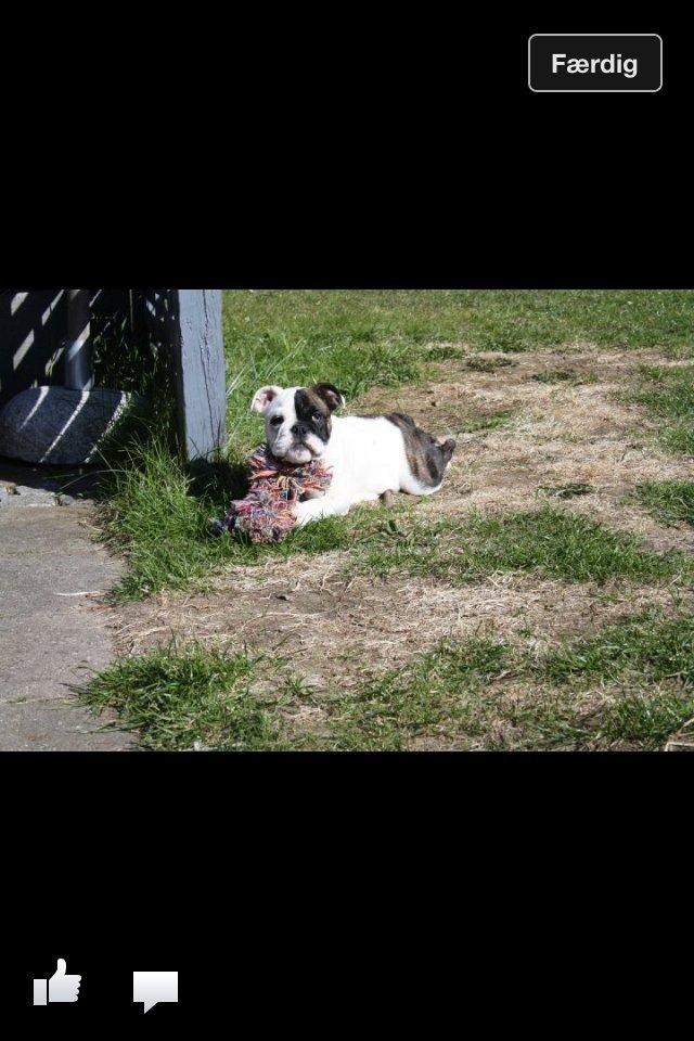 Engelsk bulldog Karla billede 5