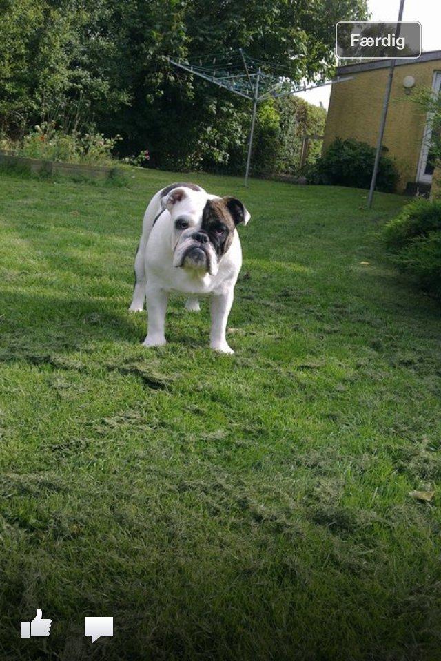 Engelsk bulldog Karla billede 6