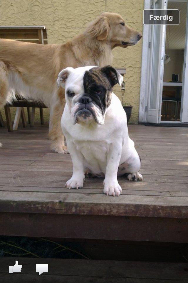 Engelsk bulldog Karla billede 7