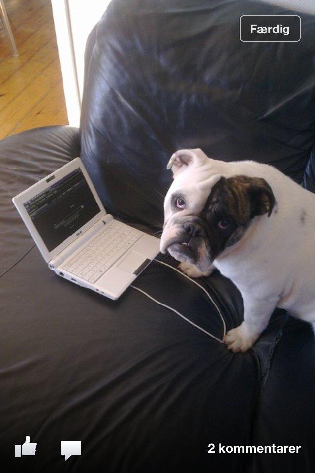 Engelsk bulldog Karla billede 8