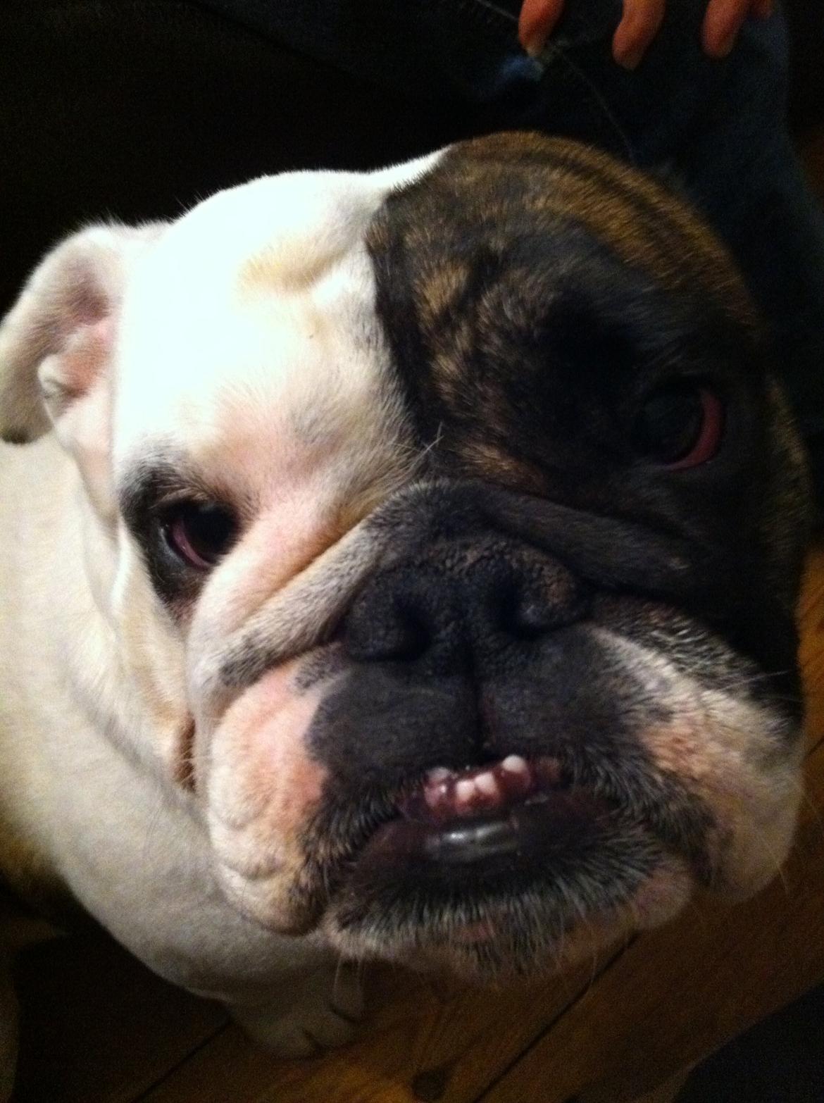 Engelsk bulldog Karla billede 1