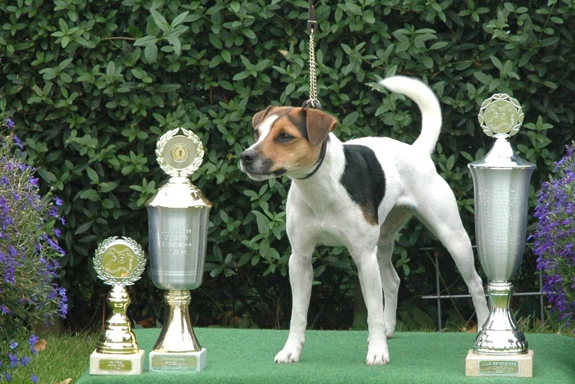 Parson russell terrier DKGCH Duvå Flicka III - DJRTK's første Grav Champion billede 17