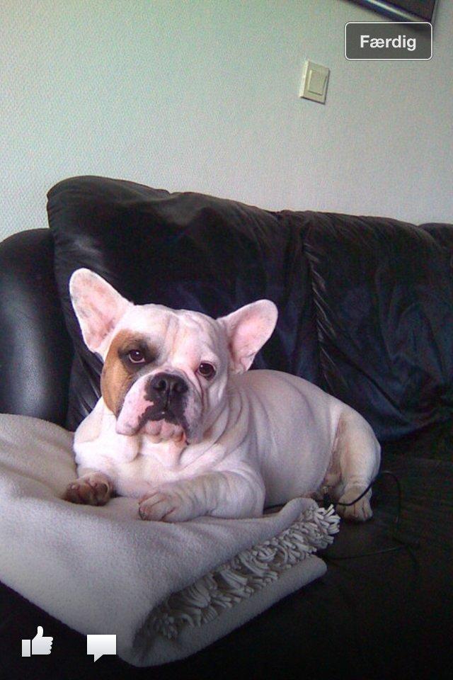 Blanding af racer Harley billede 2