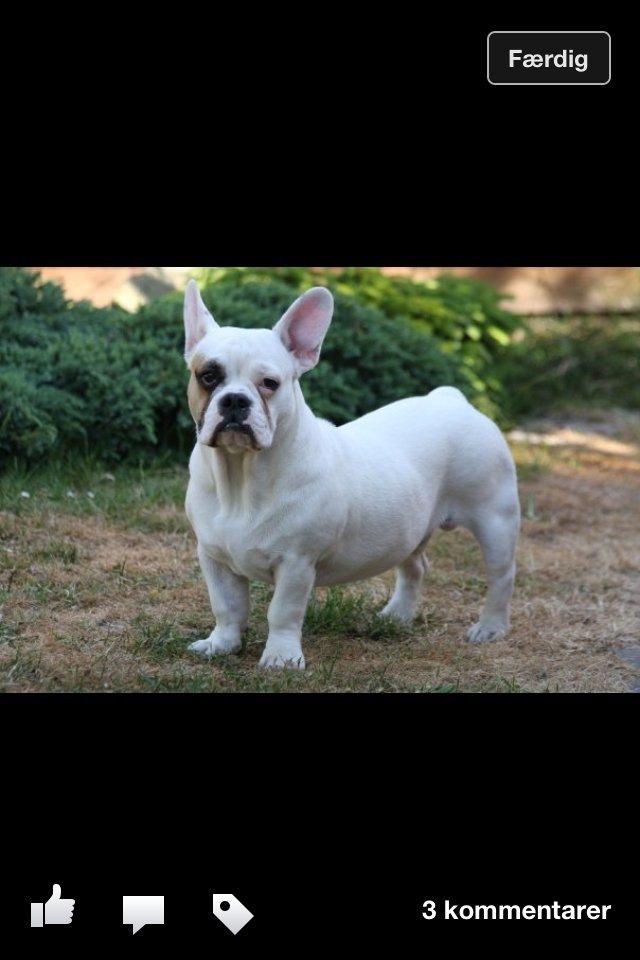 Blanding af racer Harley billede 3