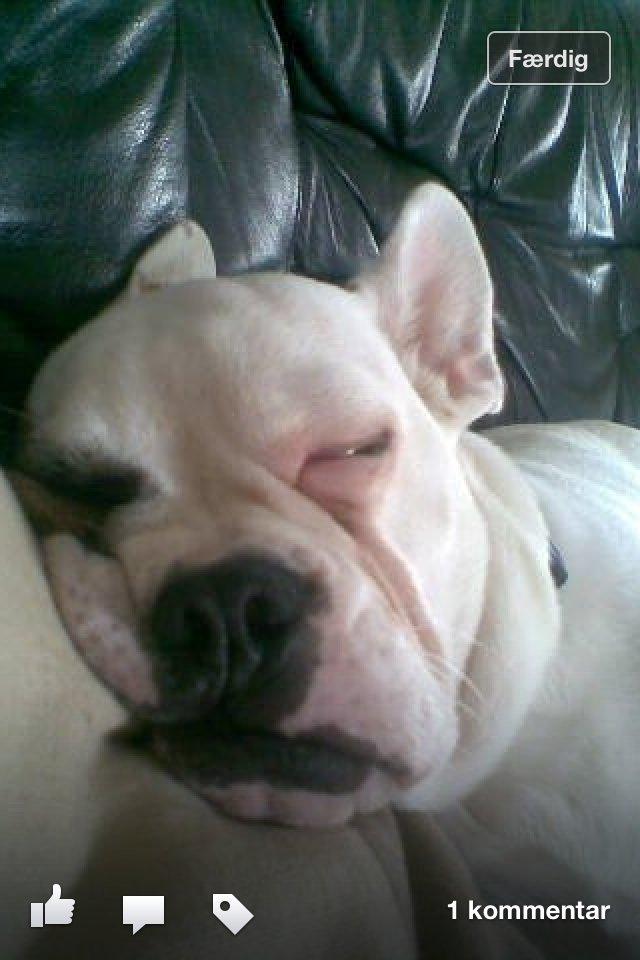 Blanding af racer Harley billede 4