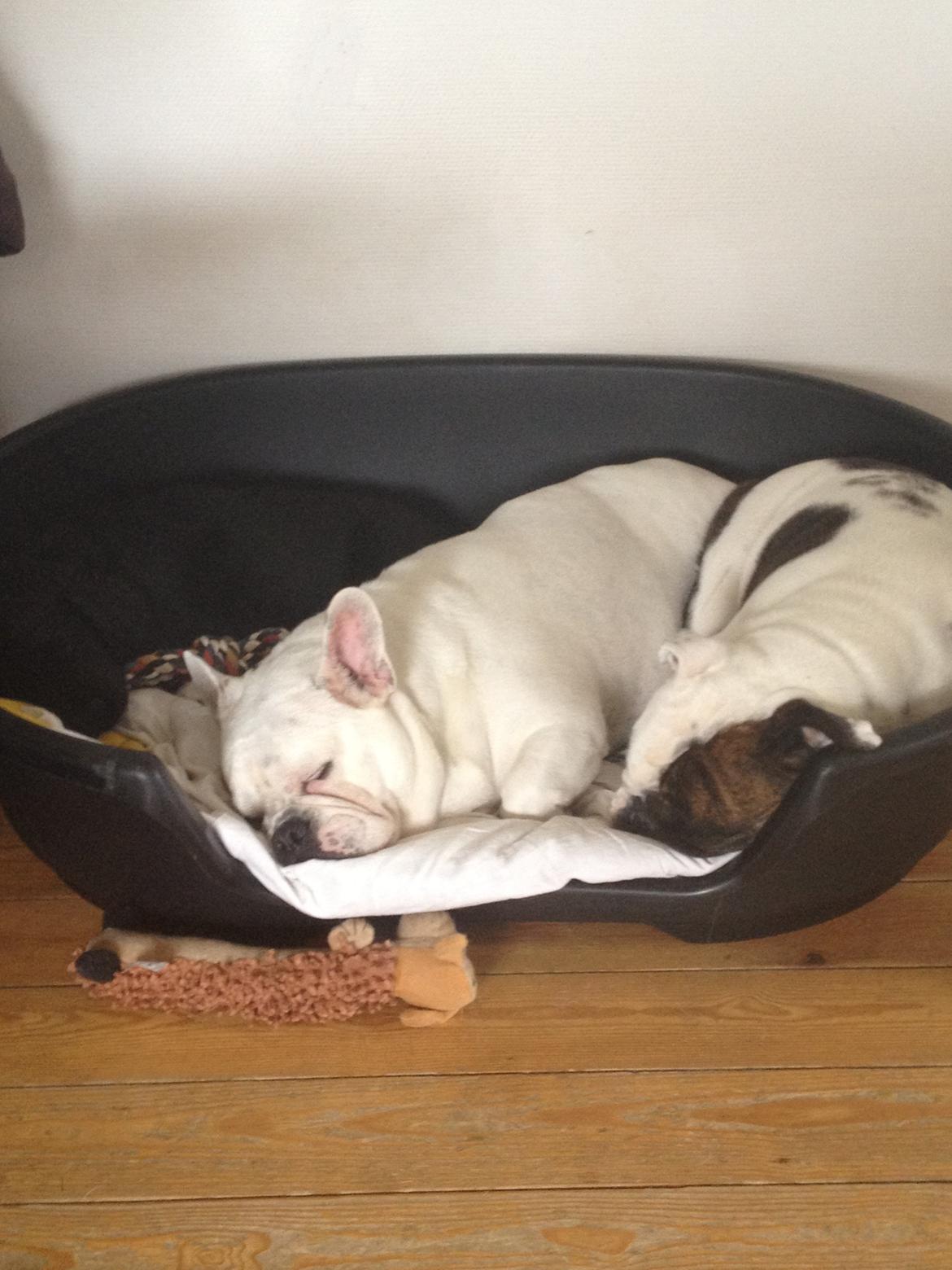 Blanding af racer Harley billede 6