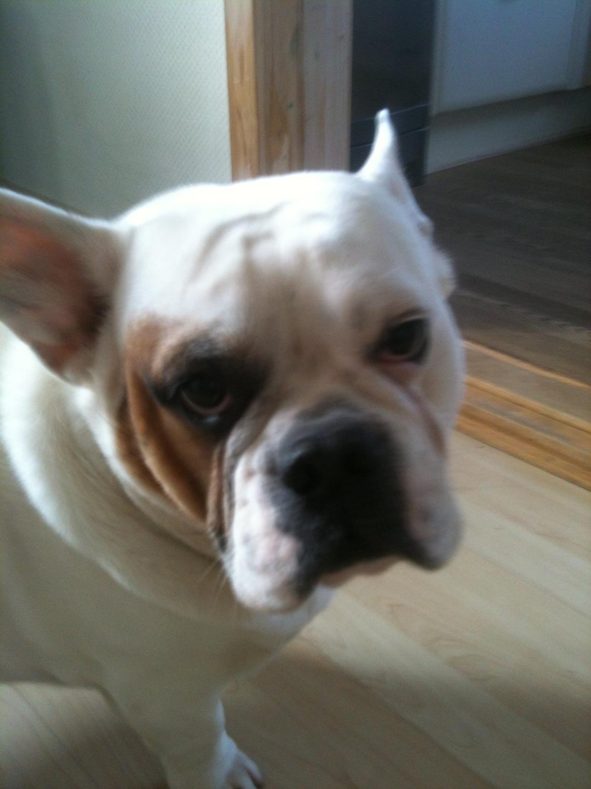 Blanding af racer Harley billede 1