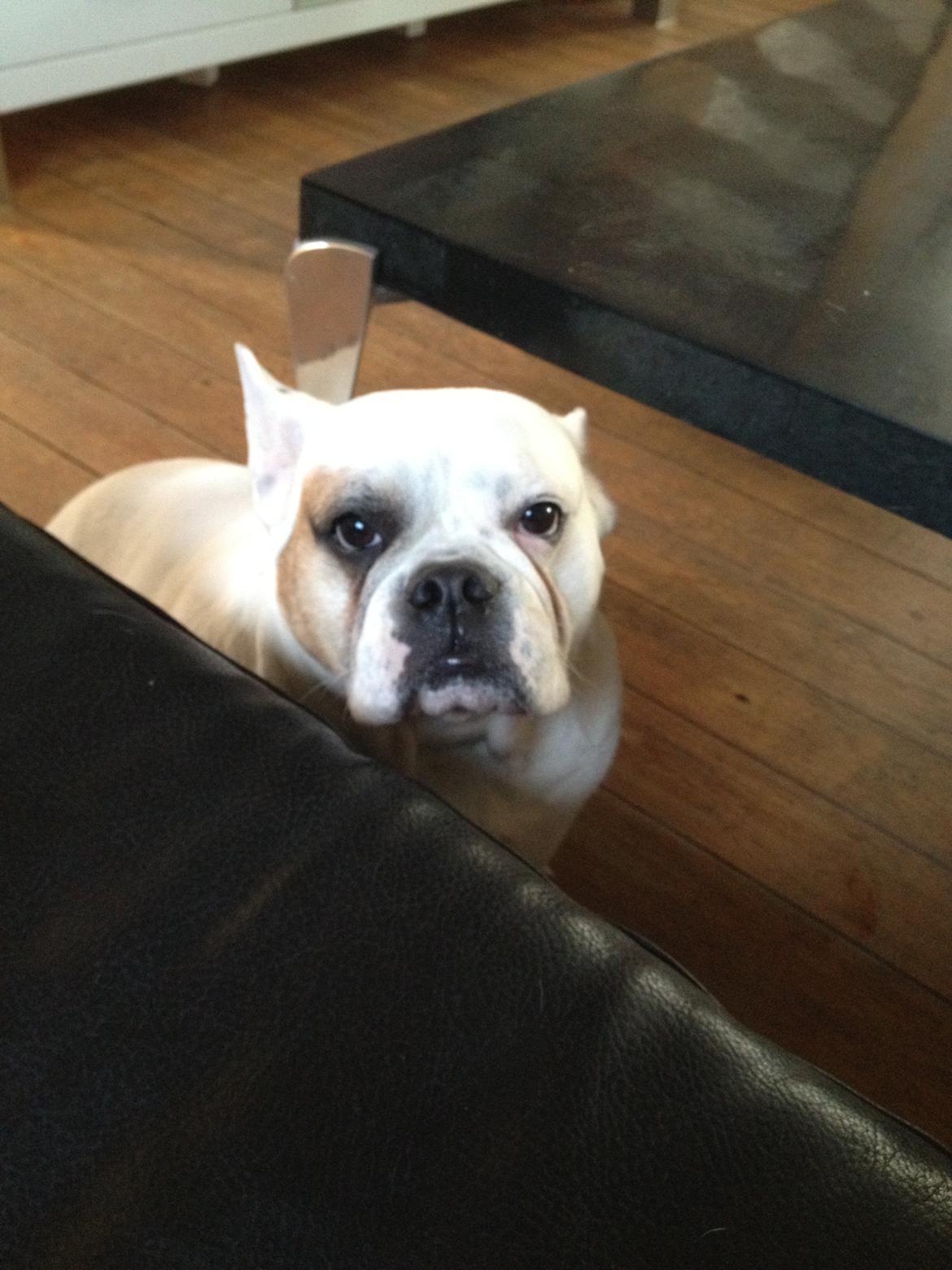 Blanding af racer Harley billede 7