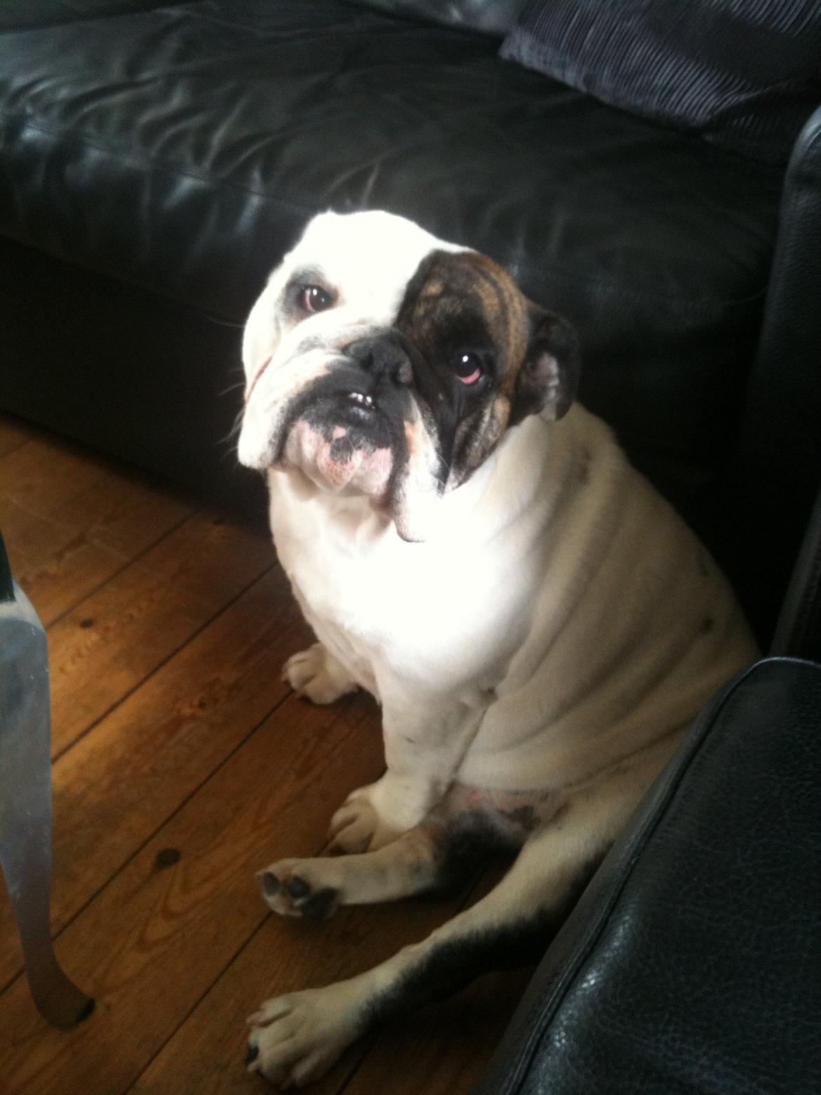 Engelsk bulldog Karla billede 9