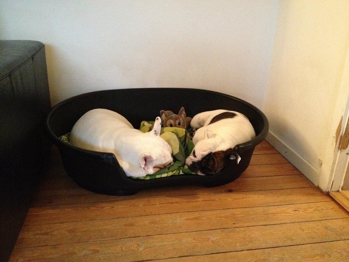 Engelsk bulldog Karla billede 10