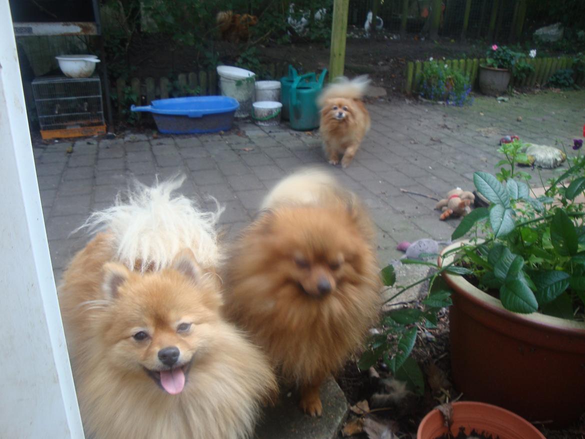 Pomeranian Mulle billede 2