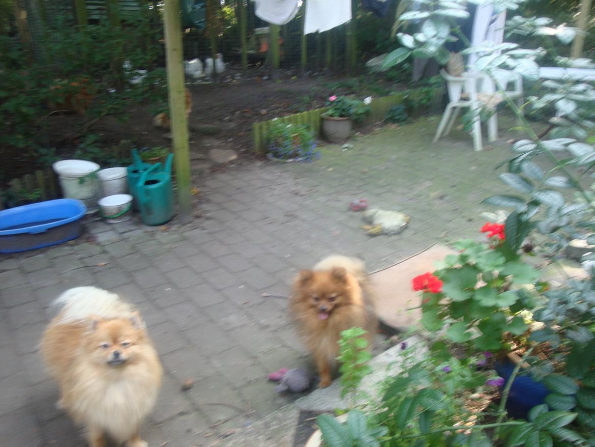 Pomeranian Mulle billede 17