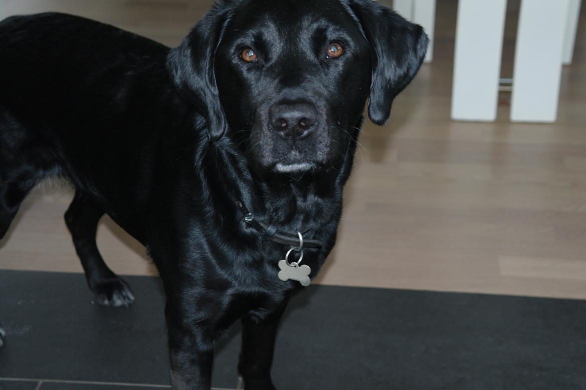 Blanding af racer Muffi billede 17