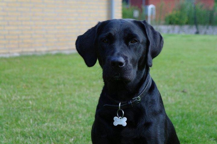 Blanding af racer Muffi billede 18