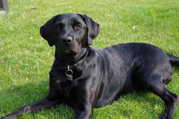 Blanding af racer Muffi billede 19