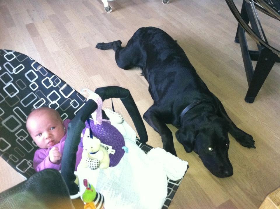 Blanding af racer Muffi billede 20