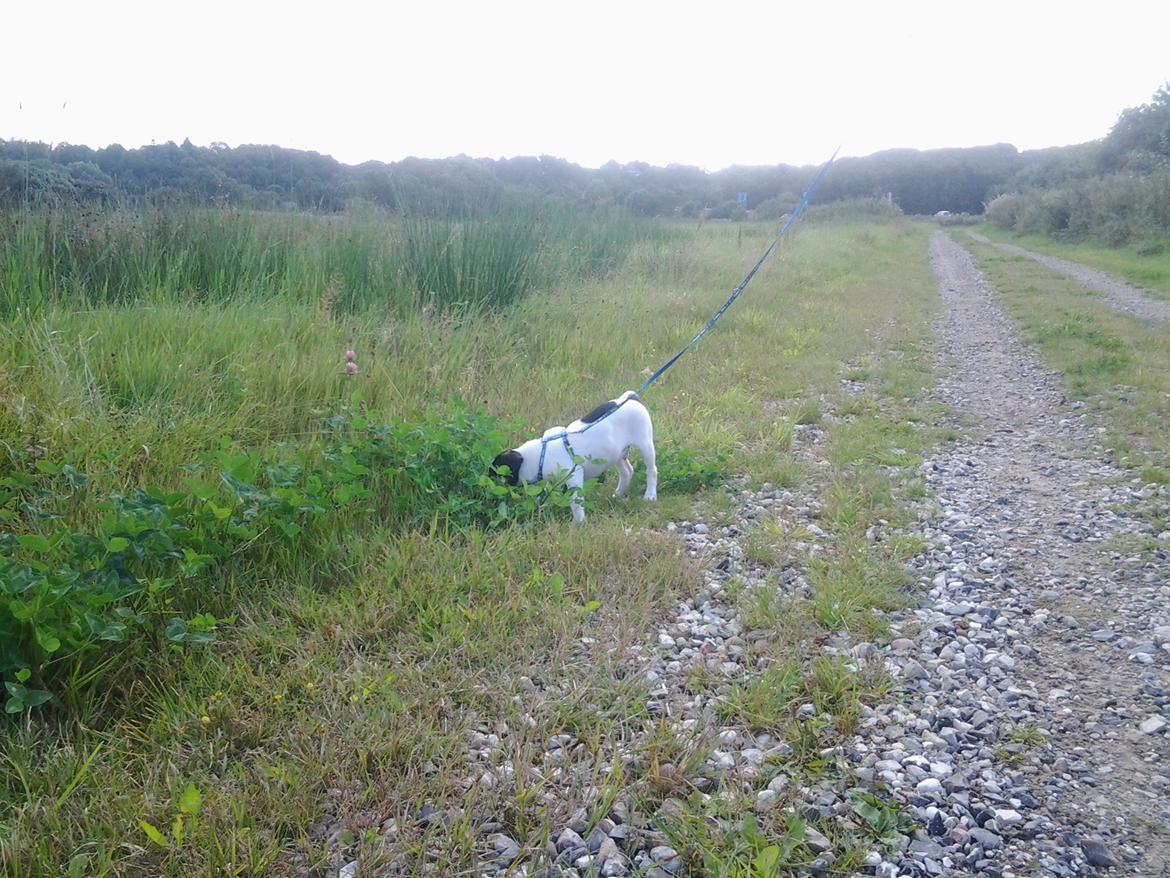 Dansk svensk gaardhund Thor - Jeg er stor, men verden er stor. billede 1