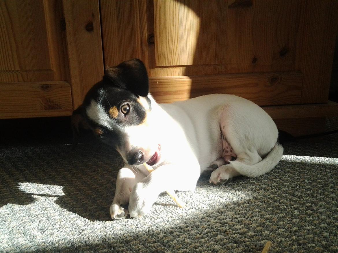 Dansk svensk gaardhund Thor billede 5