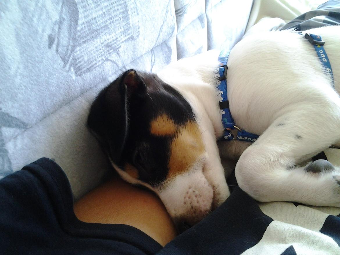 Dansk svensk gaardhund Thor - Det er hård og være lille når man er ude og gå en tur billede 3