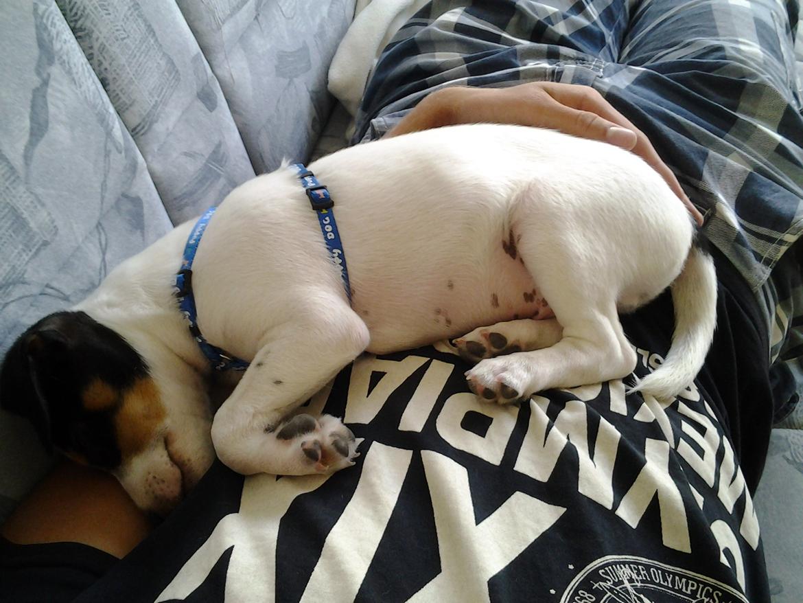 Dansk svensk gaardhund Thor - Det er hård og være lille når man er ude og gå en tur billede 4