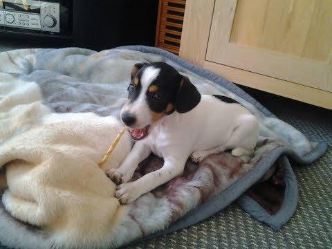 Dansk svensk gaardhund Thor - så er man komme hjem til mit nye hjem billede 2