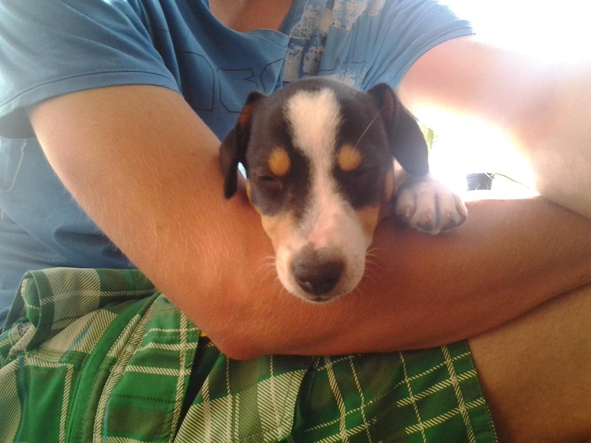 Dansk svensk gaardhund Thor - Han har lige være ude og lege med to mobs, så er man godt træt billede 6