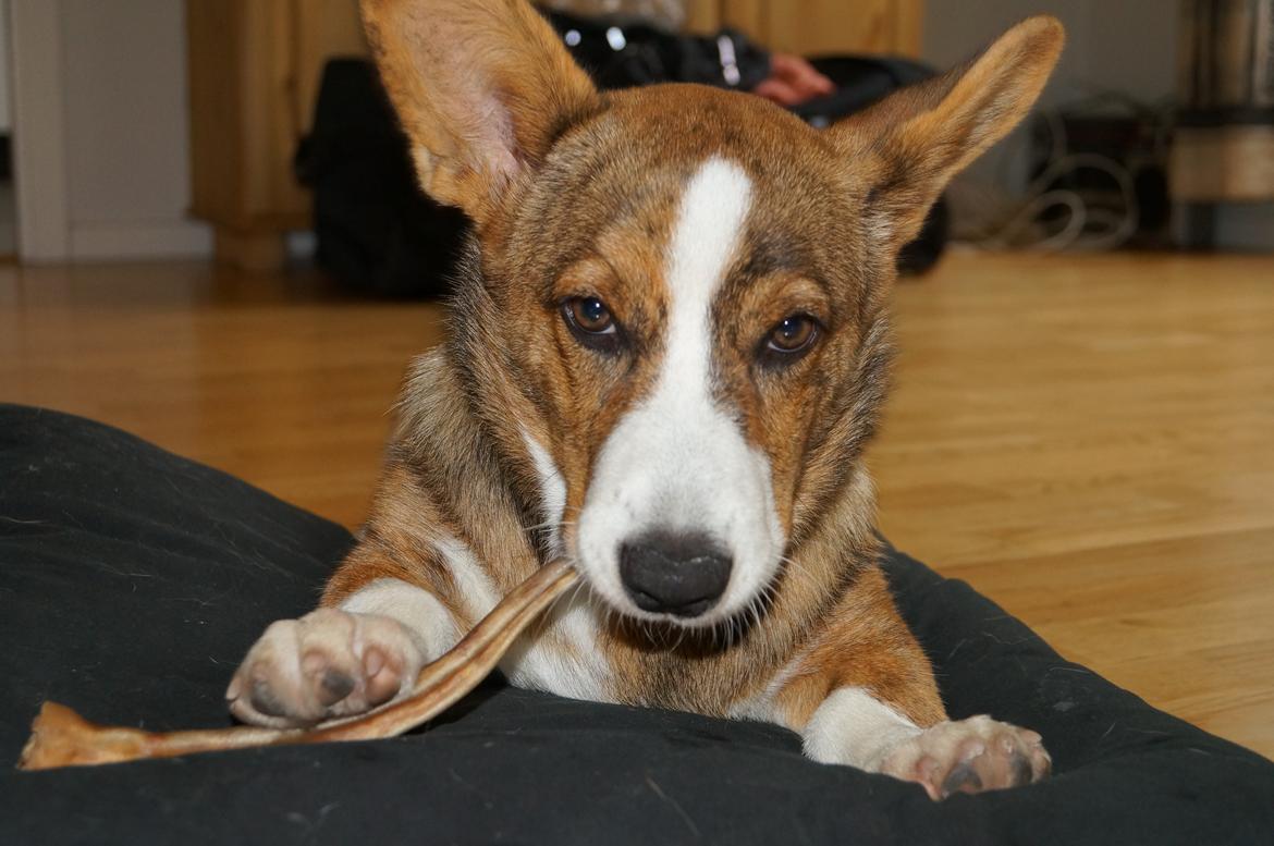 Welsh corgi cardigan Cardax Tonkins (Svendsen) - Mmm...grise hale. billede 9
