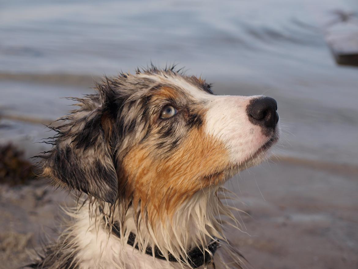 Australian shepherd Godrumgaard´s Cortina (Tidl. Hund) billede 10