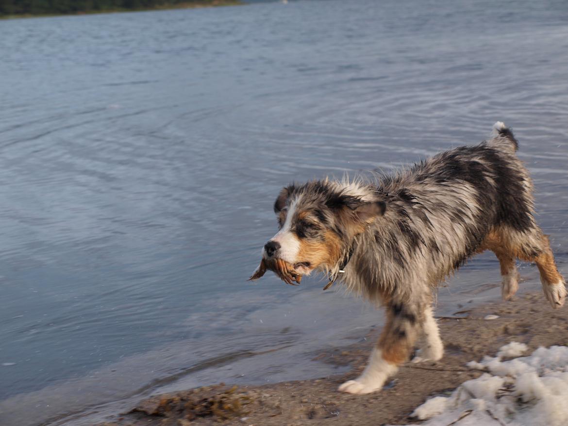 Australian shepherd Godrumgaard´s Cortina (Tidl. Hund) - Krabbe-overskæg ;) billede 11