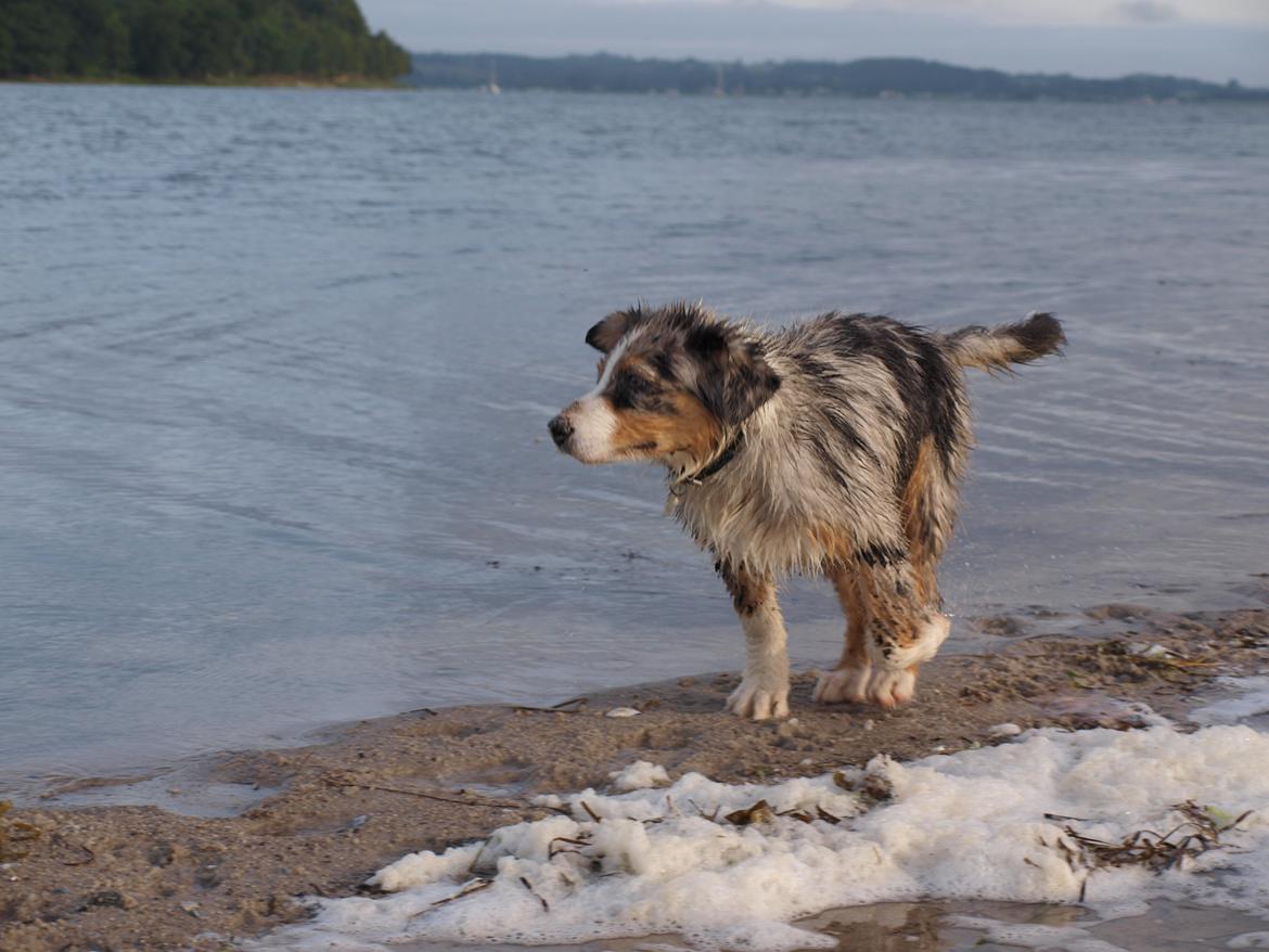 Australian shepherd Godrumgaard´s Cortina (Tidl. Hund) billede 12