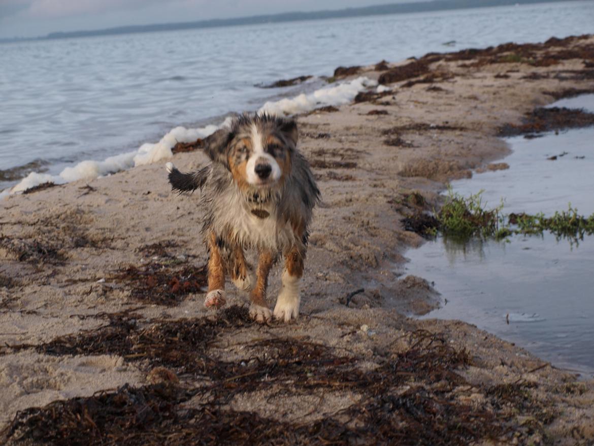 Australian shepherd Godrumgaard´s Cortina (Tidl. Hund) billede 13