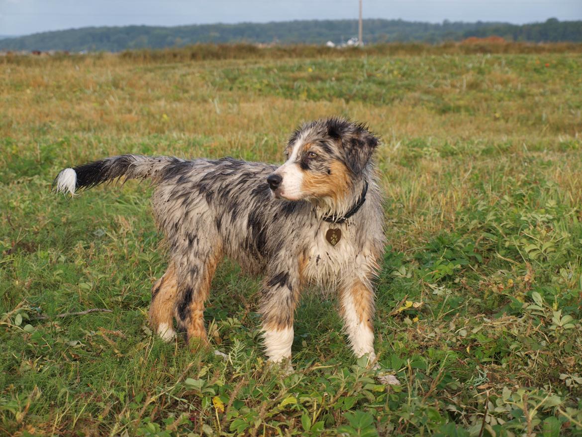 Australian shepherd Godrumgaard´s Cortina (Tidl. Hund) billede 14