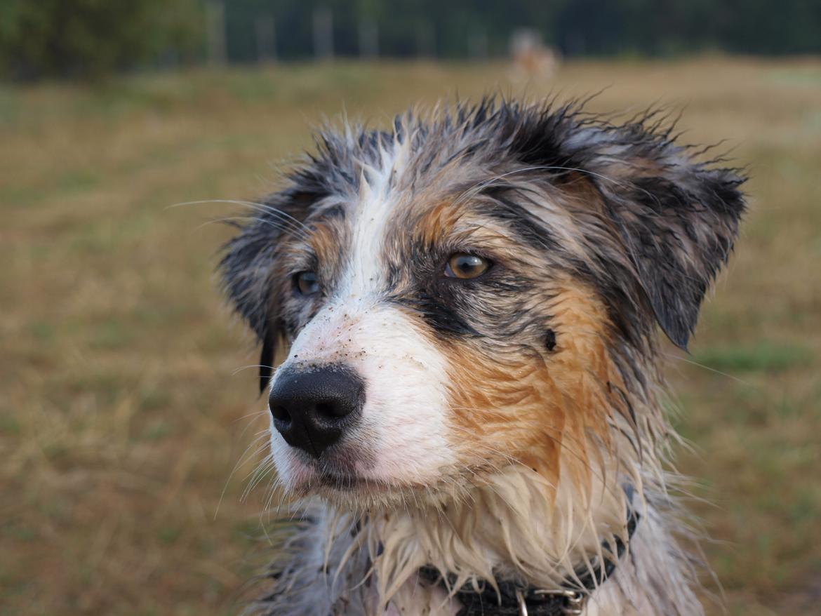 Australian shepherd Godrumgaard´s Cortina (Tidl. Hund) billede 15