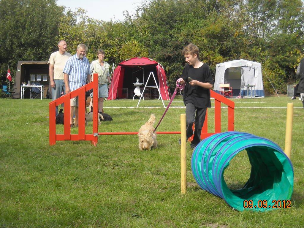 Skotsk terrier Ledagergård´s Gwen (Nancy) - Daniel prøver stafet med Nancy, men Nancy har slet ikke spor travlt :-) billede 16