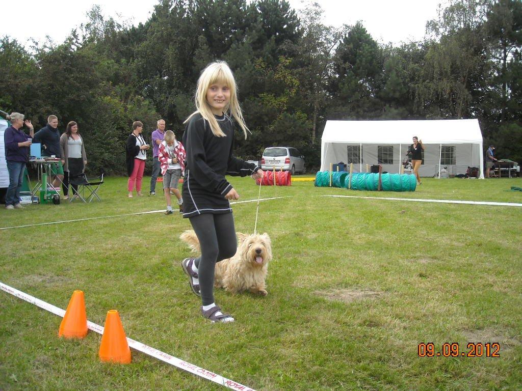Skotsk terrier Ledagergård´s Gwen (Nancy) - Camilla og Nancy prøver ringtræning til åbent hus i Terrier-klubbens kreds 5.. Og de nyder det :-)  billede 17