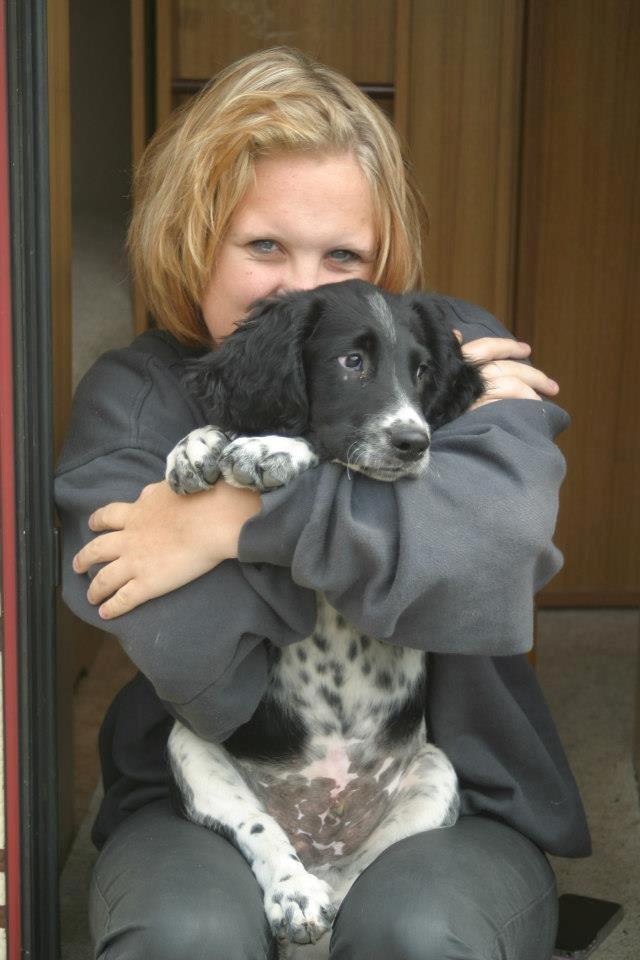 Engelsk springer spaniel Malthe billede 3